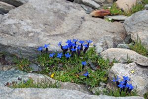 Webinar: Innere Stärke – die Grundlagen des Resilienz-Konzepts