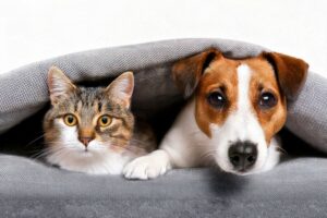 Demenzprävention dank Hund und Katze